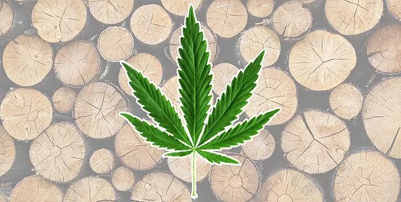 Hemp Leaf with Logs as the Background